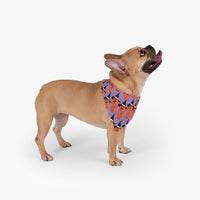 Witchy Pumpkin Pet Bandana! Foxy Pets! FreckledFoxCompany